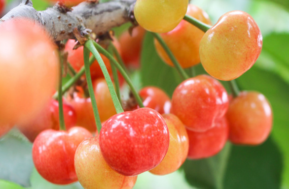 鄉(xiāng)村振興工作動(dòng)態(tài)(第134期)